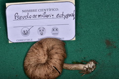 Pseudoarmillariella ectypoides