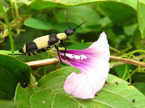 Epicauta haroldi