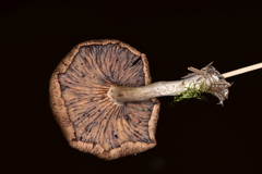 Pseudoarmillariella ectypoides