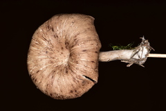 Pseudoarmillariella ectypoides