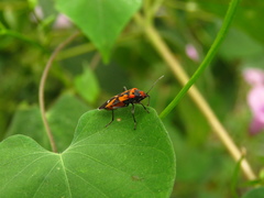 Lygaeus analis
