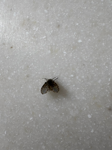 Unknown species found near S Main St, Middlebury, VT, US