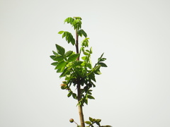 Bursera tomentosa