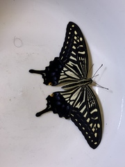 Papilio xuthus
