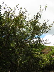 Bursera tomentosa