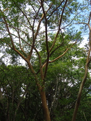 Bursera simaruba image