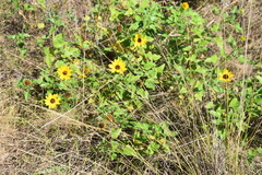 Helianthus debilis image
