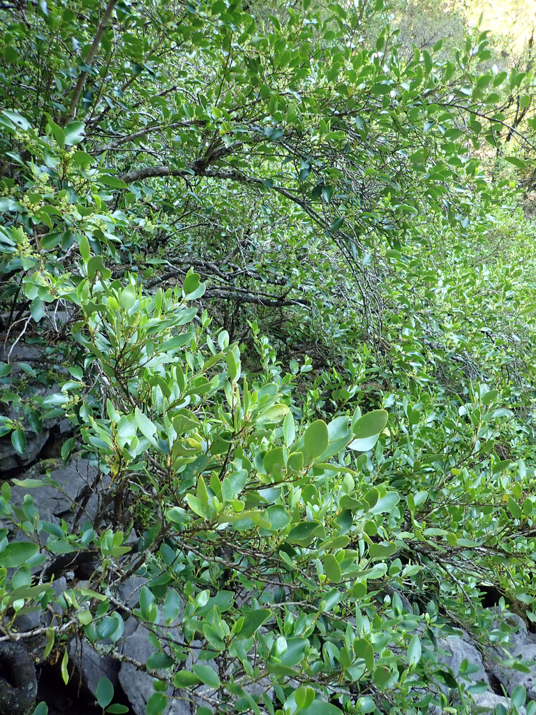 Broadleaf (Griselinia littoralis)