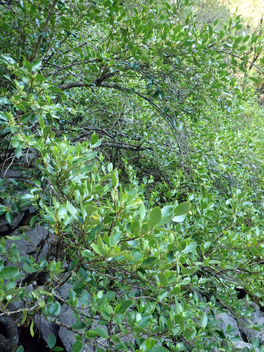 Griselinia littoralis