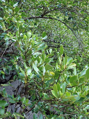 Griselinia littoralis
