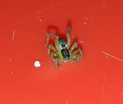 Diapontia uruguayensis