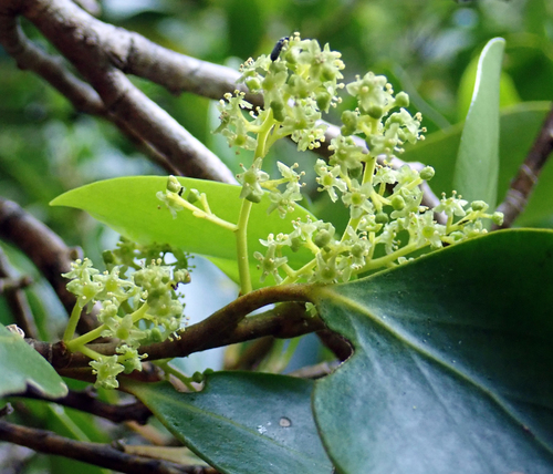 Griselinia littoralis