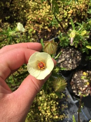 Hibiscus richardsonii