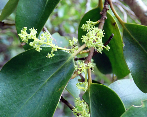 Griselinia littoralis