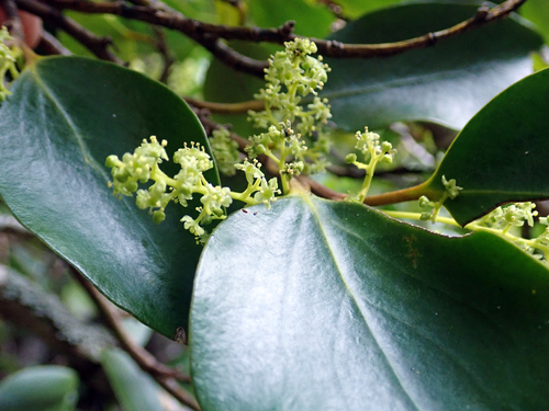 Griselinia littoralis