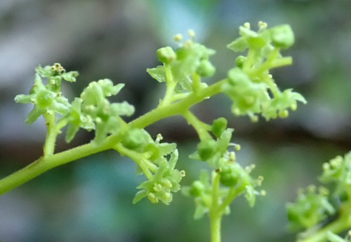 Griselinia littoralis