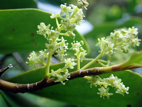 Griselinia littoralis