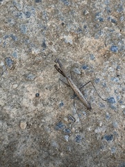 Statilia maculata maculata