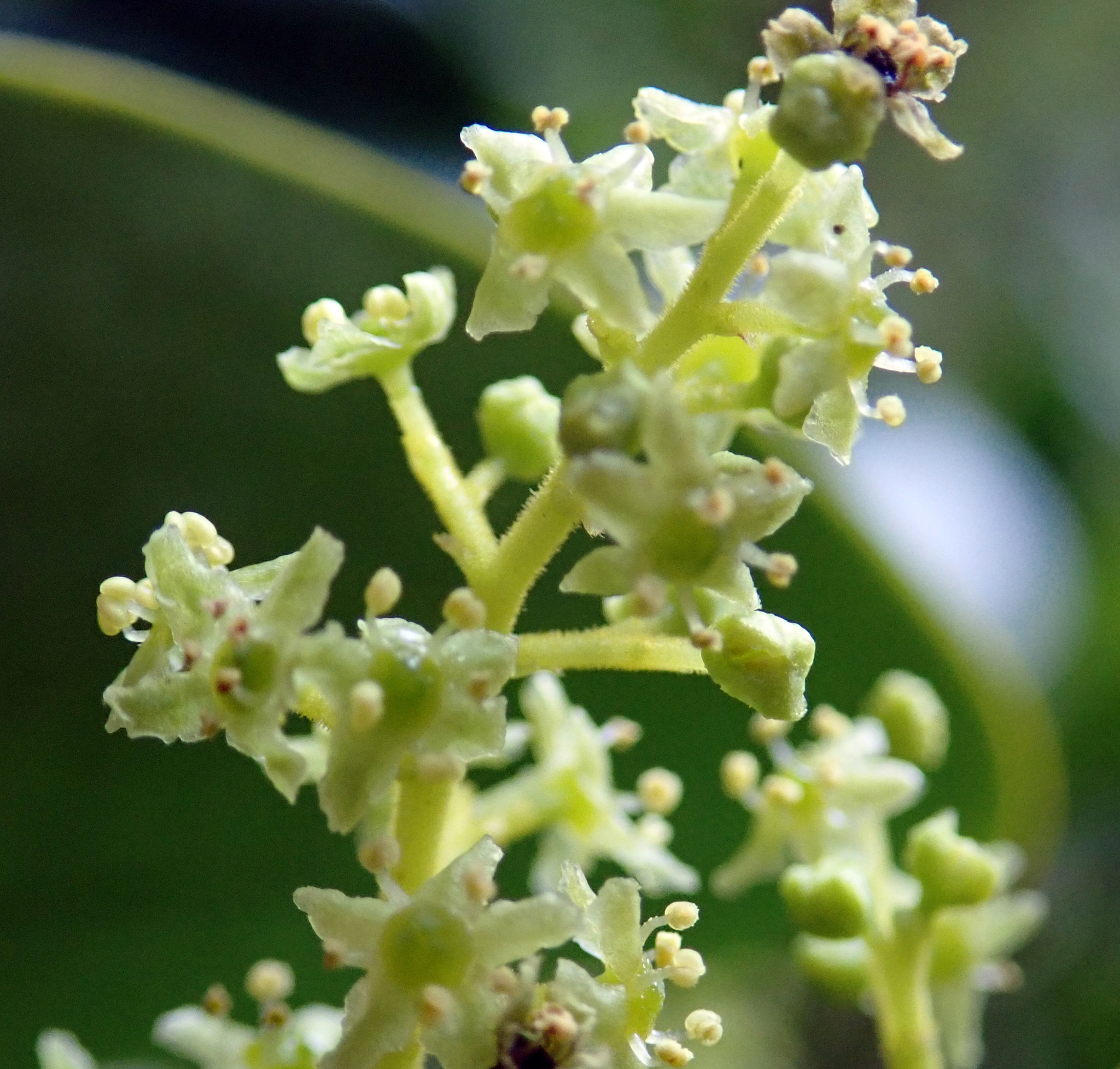 Griseliniaceae