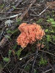Ramaria araiospora