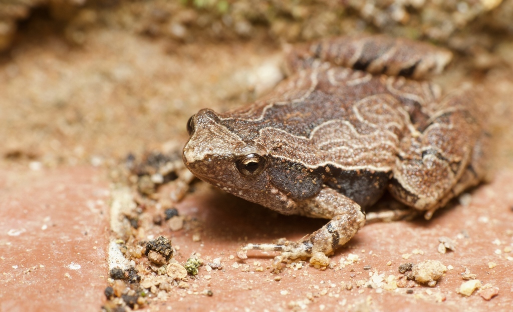 Nilphamarai Narrow-Mouthed Frog