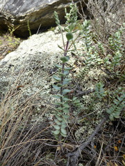 Veronica pimeleoides