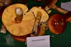 Amanita basii