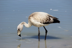 James's Flamingo photo 2