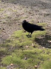 Corvus corone