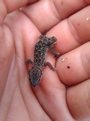 Pachydactylus maculatus