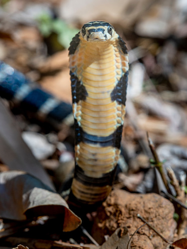 Ophiophagus hannah