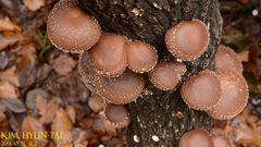 Lentinula edodes