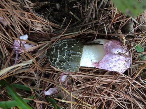 dune stinkhorn