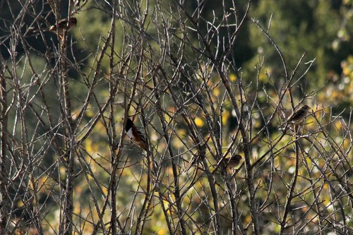 iNaturalist observation photo of White-crowned Sparrow