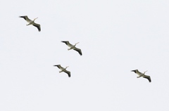 Pelecanus erythrorhynchos