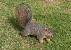 Sciurus niger