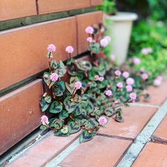 Persicaria capitata