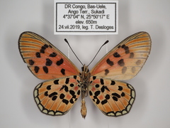 Acraea buettneri