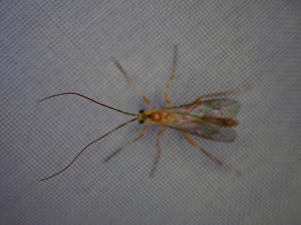 Netelia tarsata