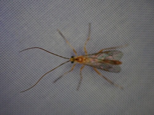 Netelia tarsata