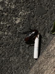 Periplaneta fuliginosa