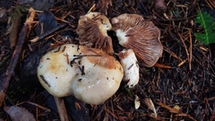 Lactarius pallescens