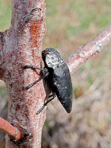 Flat-headed Root-borer