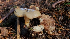 Lactarius pallescens