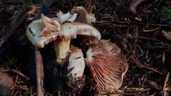 Lactarius pallescens