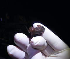 Craugastor polyptychus