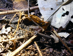 Craugastor polyptychus