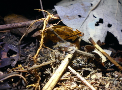 Craugastor polyptychus