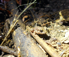 Craugastor polyptychus