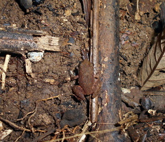 Craugastor polyptychus